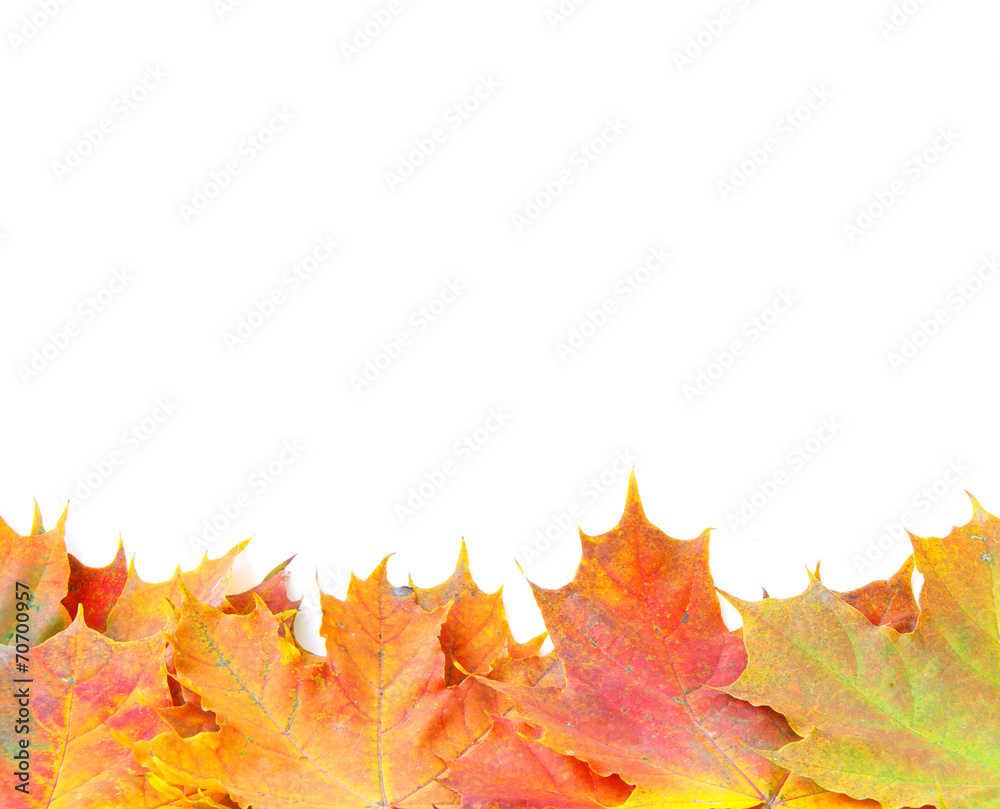 autumn maple leafs autumn maple leafs