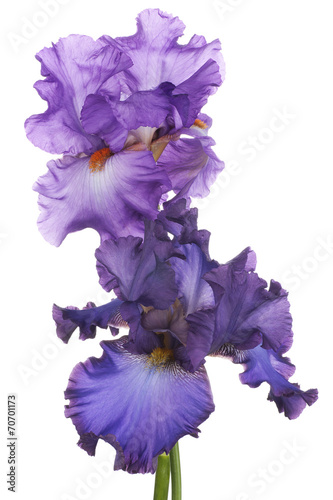 Fototapeta Naklejka Na Ścianę i Meble -  iris
