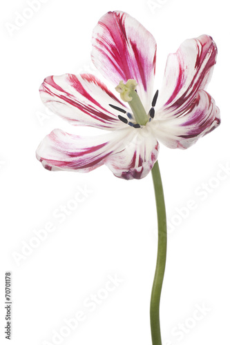 Fototapeta Naklejka Na Ścianę i Meble -  tulip
