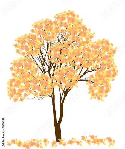 yellow and orange autumn tree isolated on white