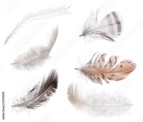 collection of six isolated feathers