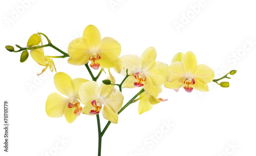 large branch with light yellow orchid flowers © Alexander Potapov