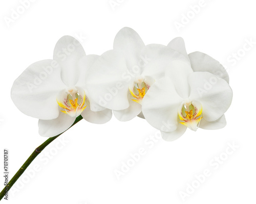 Fototapeta Naklejka Na Ścianę i Meble -  Seven day old white orchid isolated on white background.