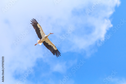 Flying White Stork on vivid blue sky background