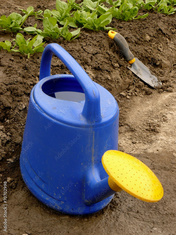 watering can against spinach bed watering can against spinach bed