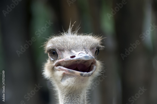 Common Ostrich Head on Tree Background.