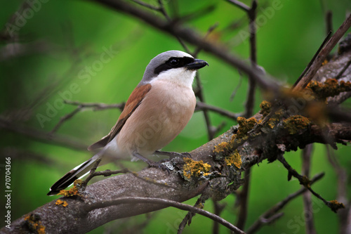 Red-backed shrike in the foliage of a tree. Male.
