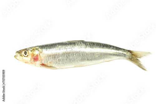 sardine