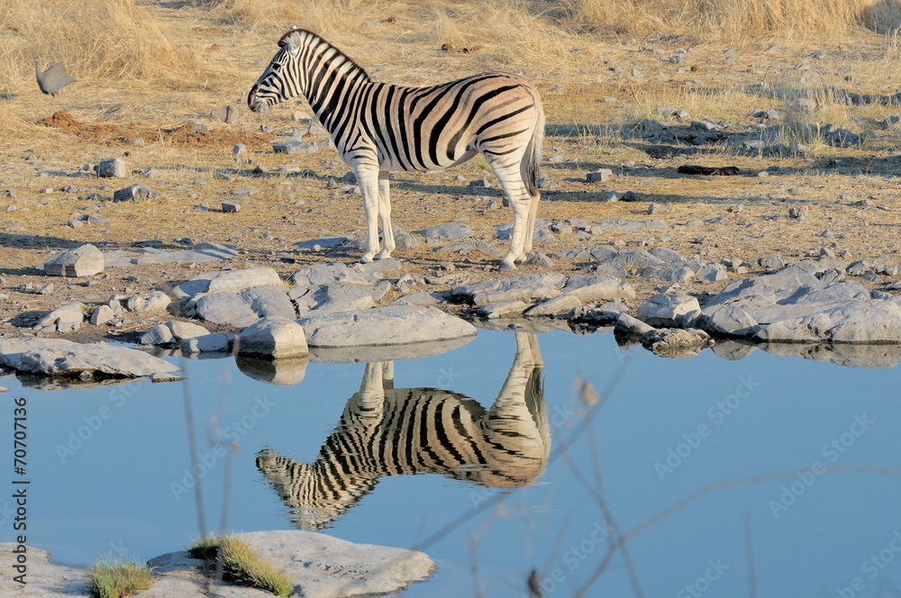 Zebra reflection - obrazy, fototapety, plakaty 