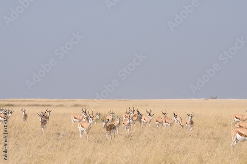 Springbok herd © dpreezg