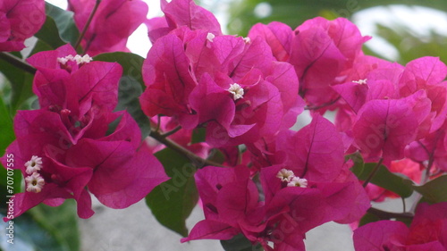 Bougainvillier, jardins créoles, La Réunion