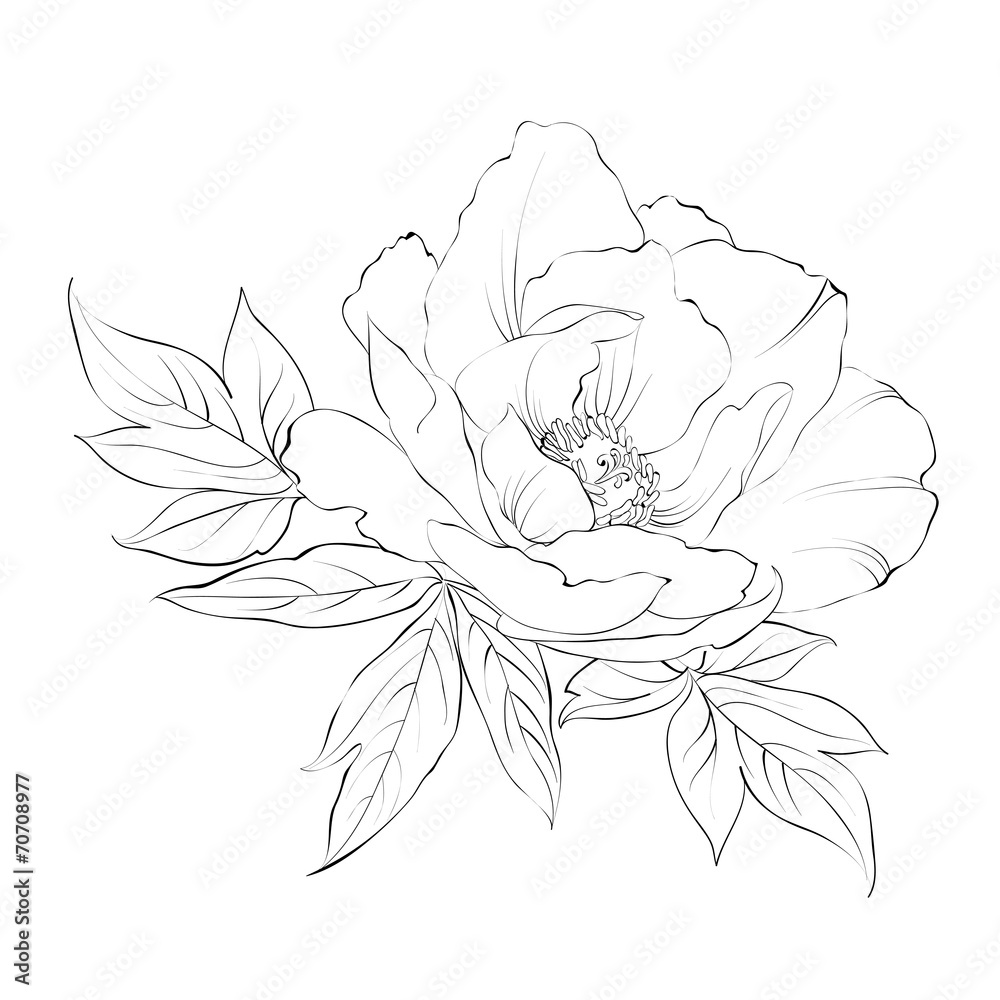 Ink Painting of Peony isolated on white.