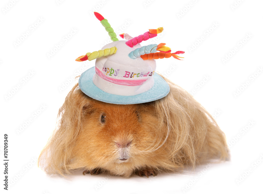 Guinea pig birthday hat clearance