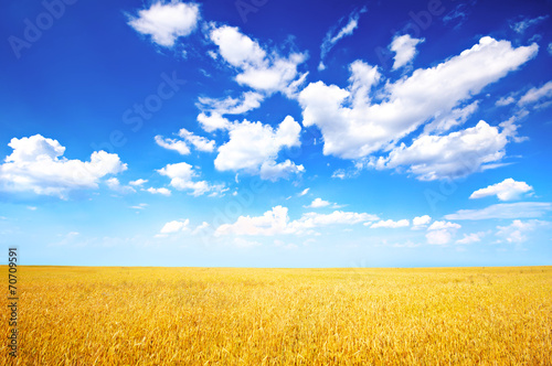 Wheat field and blue sky with white clouds