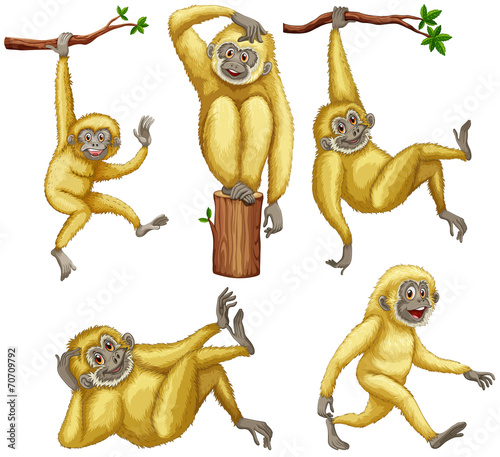 Gibbon