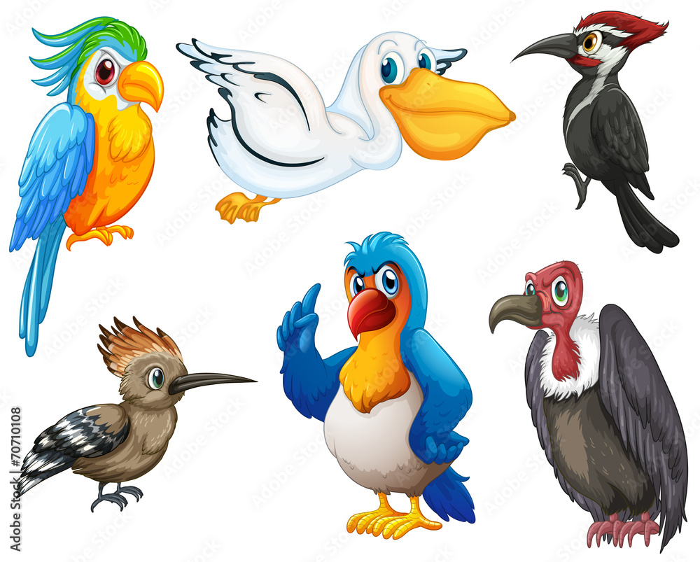 Birds Birds