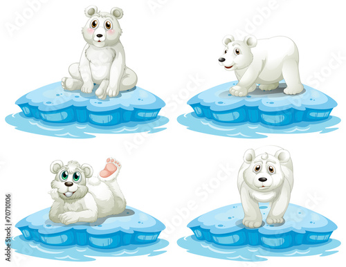 Polar bear