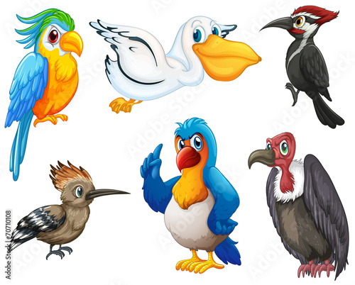 Birds