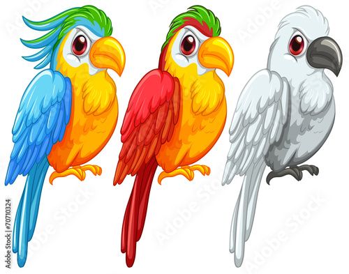 Parrots