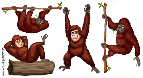 Orangutans