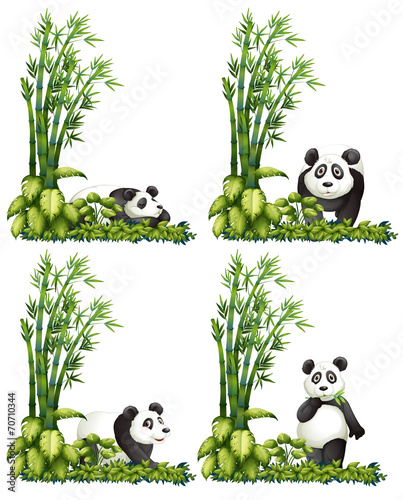 Panda and bamboo