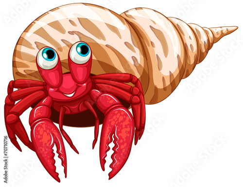 Hermit crab