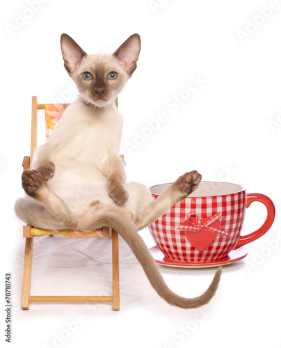 Fotografie pet tea party