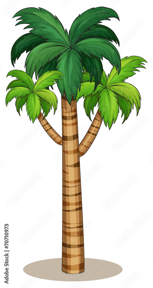 Naklejka premium Palm tree