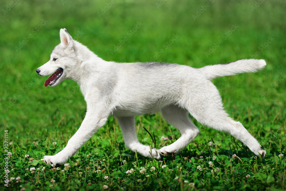 Puppy of Siberian husky running on green grass Puppy of Siberian husky running on green grass