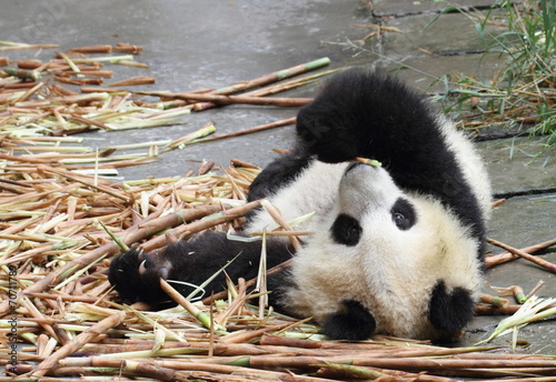 A panda cub fell on the ground, eat bamboo photo