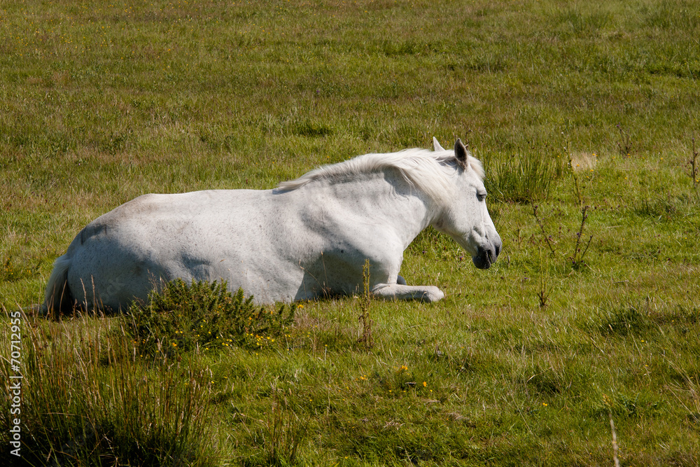 Connemara Pony in Irland