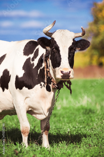 Spotted cow on green meadow in the autumn