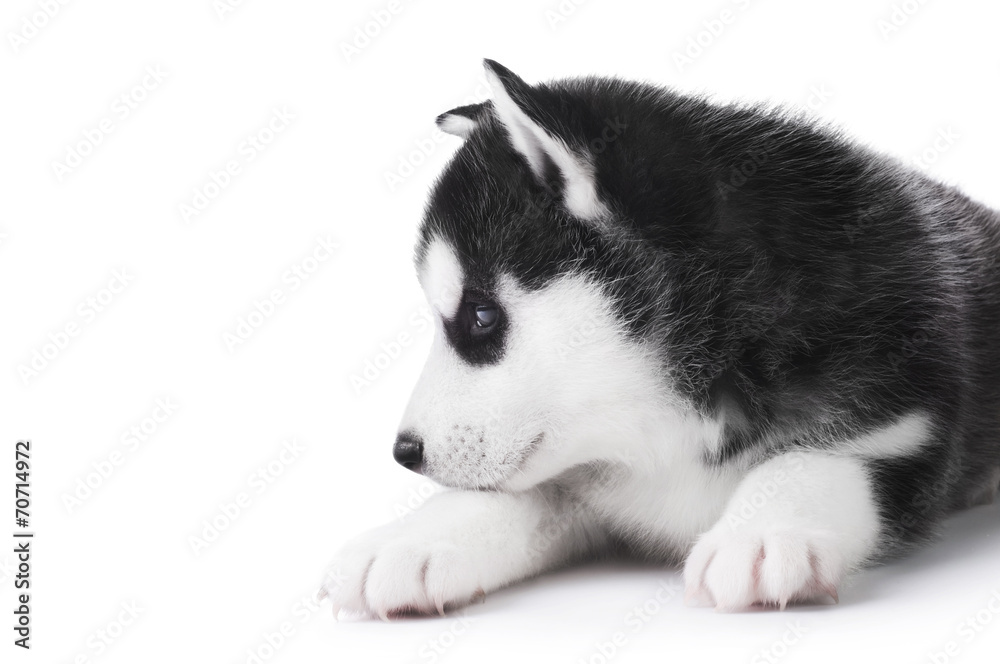 Cute little husky puppy isolated on white background