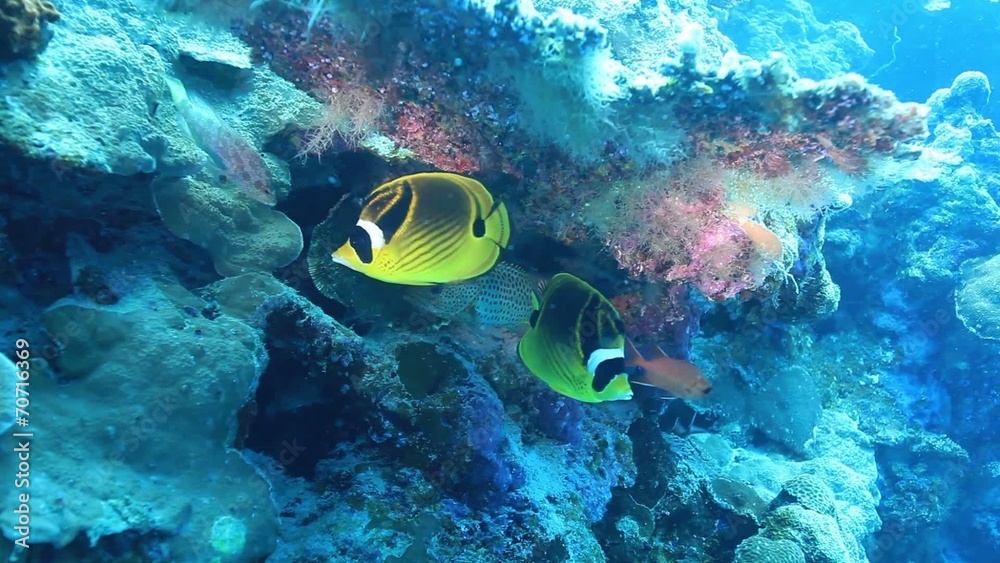 Butterflyfish in the coral reef Butterflyfish in the coral reef