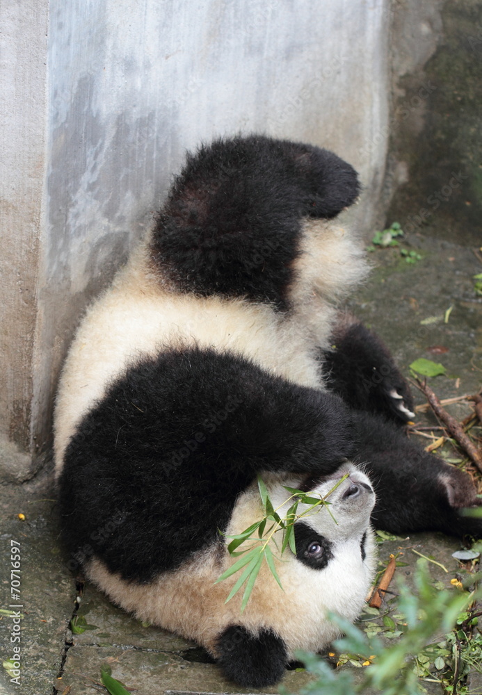 Fototapeta premium A panda cub fell on the ground, eat bamboo