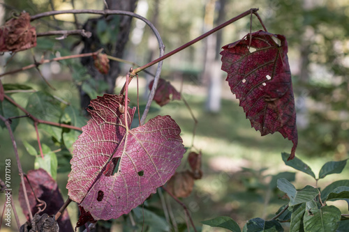 Осенний листок дикого винограда