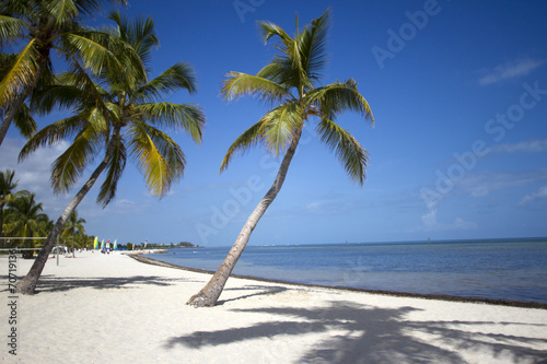 Palm Tree in Key West