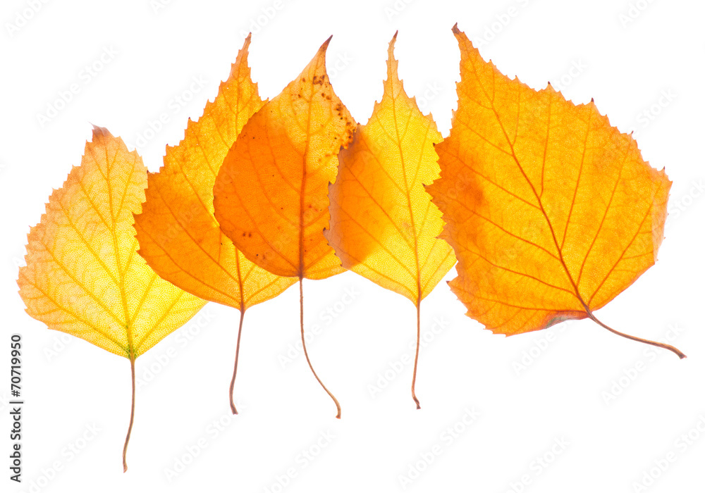 Yellow birch leaves isolated Yellow birch leaves isolated