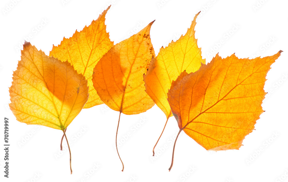 Yellow birch leaves isolated Yellow birch leaves isolated