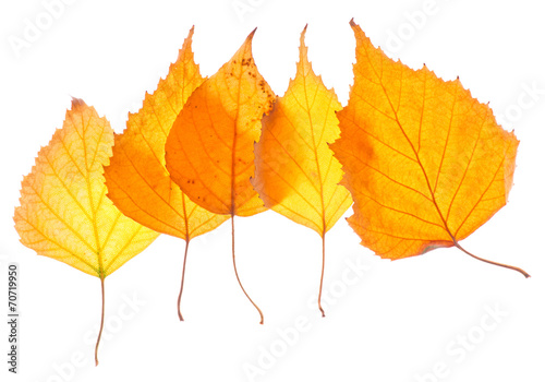 Yellow birch leaves isolated