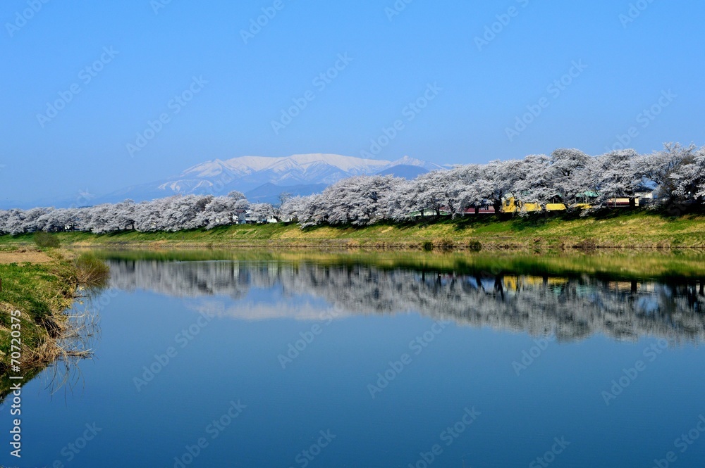 桜並木と蔵王連峰