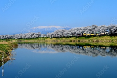 桜並木と蔵王連峰 © photolife95
