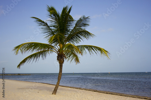 Fototapeta Naklejka Na Ścianę i Meble -  Palm Tree in Key West