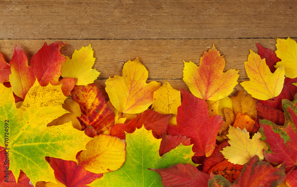 autumn background autumn background