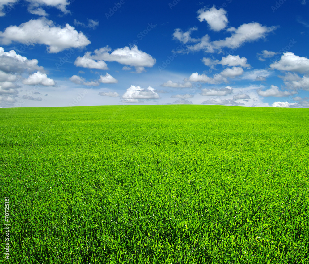 field field
