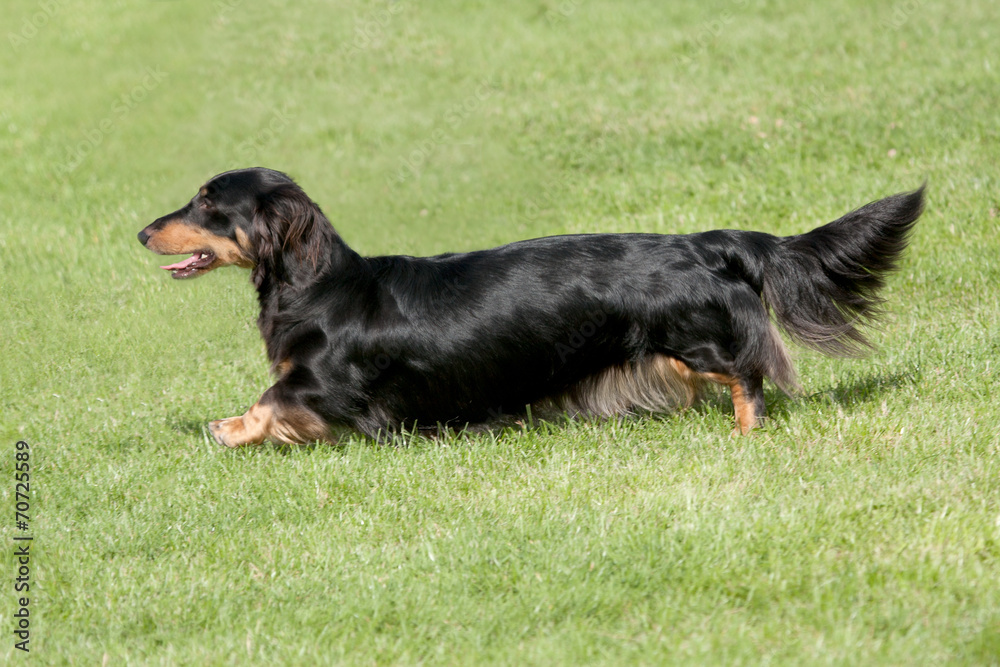 Black & tan long-haired dachshund