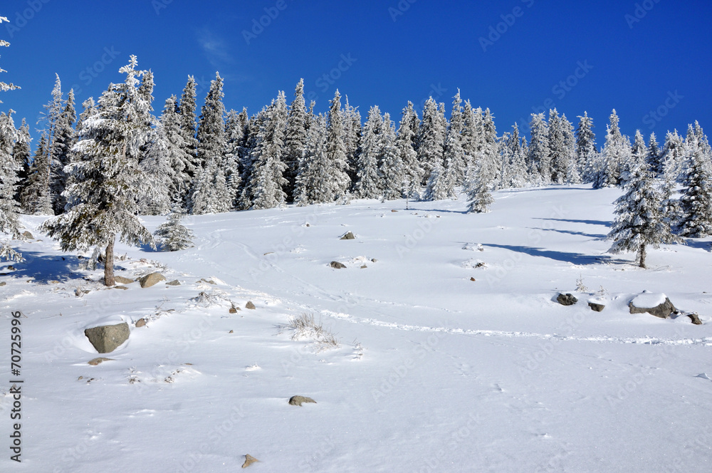 Obraz premium Snow-covered spruces in the mountains