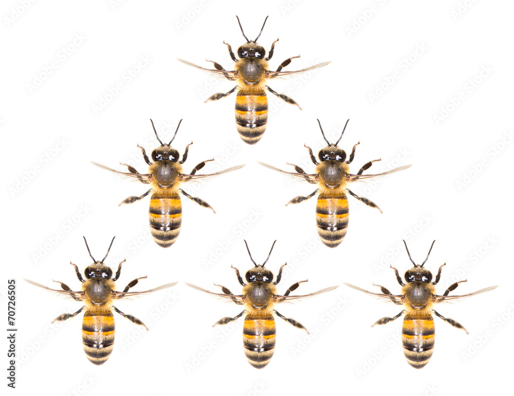 a swarm of bees on a white background