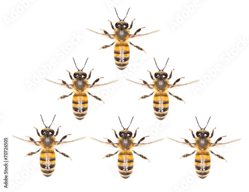 a swarm of bees on a white background © schankz