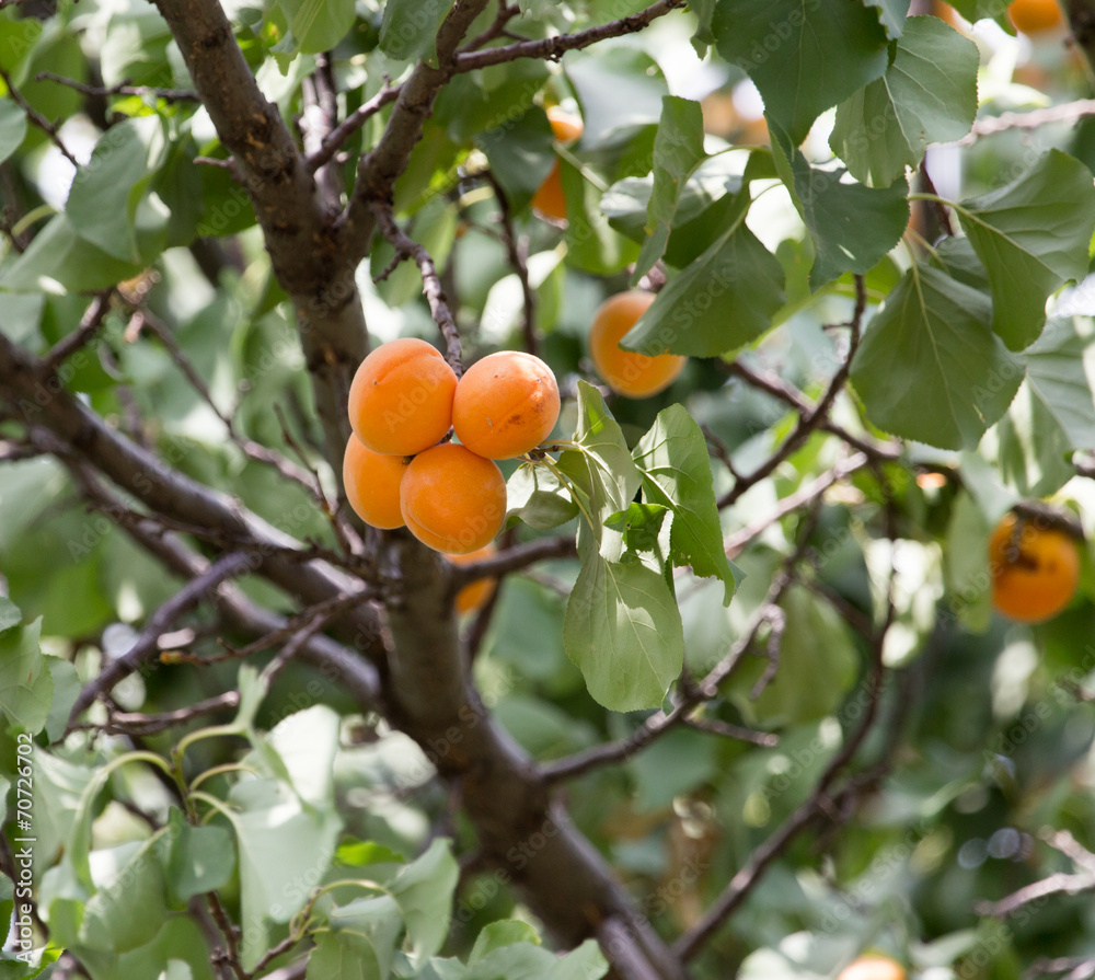 apricot tree